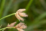 River bulrush